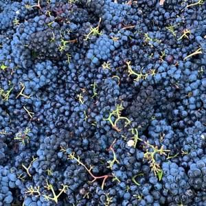 Meet your Posher, Fernanda